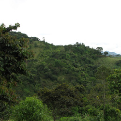 rainforest with tagua palms