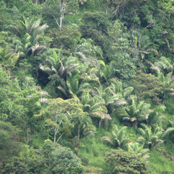 tagua palms