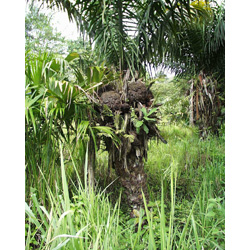 tagua palm with fruit