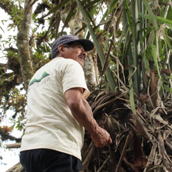 harvesting the fruit