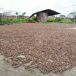 drying the nuts