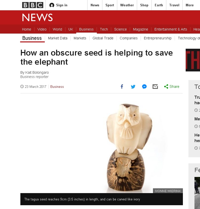 How an obscure seed is helping to save the elephant