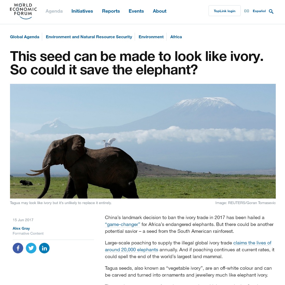 This seed can be made to look like ivory. So could it save the elephant?