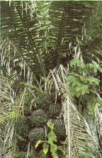 tagua palm
